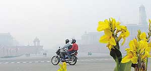 Bright yellow flowers provide a pleasing contrast to the gloomy ambience created by dense fog at Rajpath on Sunday