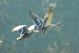 Siberian cranes fly over the Kanjli wetland at Kanjli village in Kapurthala