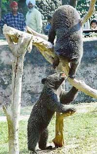 Two Himalayan black bear cubs in playful mood at Chhat Bir Zoological Park, near Chandigarh, on Monday.