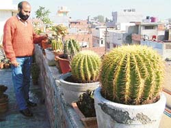 Dard with his collection of cactii 