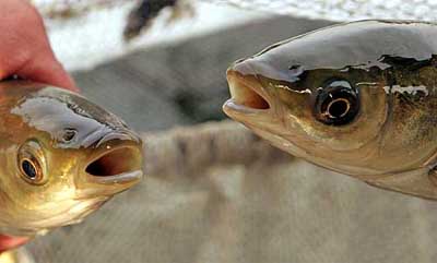 Kashmiri officials of the Fisheries Department display Grass Carp fish brought from China to Kashmir's famous Dal Lake in Srinagar