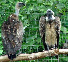 Some vultures at a vulture care centre, Pinjore, have been illegally captured for captive breeding