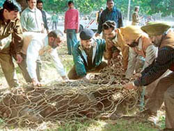 A sambar that was trapped by the Wildlife Department in Sector 17, Chandigarh, on Friday. 