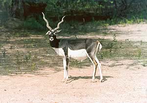 The male blackbuck boasts of beautiful spiral horns