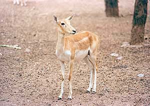The female of the species is hornless