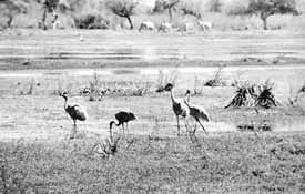 Dried-up patches on the Sultanpur park failed to attract migratory birds this year
