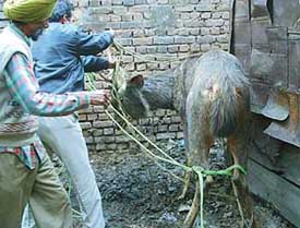 The sambar that strayed into a cycle stand adjacent to the Lohgarh police post in Zirakpur on Monday. 