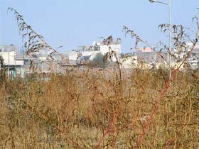 Even the posh areas of the city have become infested with the poisonous weed