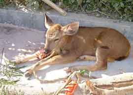 The injured sambar calf that was rescued by an NGO, but has gone missing.