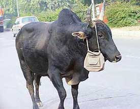 Whose purse is this? A bullock with a purse hanging from its horn was captured by the lensman in Sector 31, Chandigarh