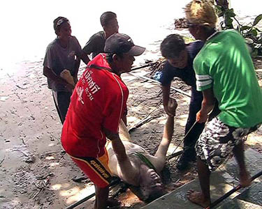 Thai rescuers carry the body of a foreign tourist at Patong beach in Phuket, about 862 km south of Bangkok, on December 26. A tsunami triggered by an earthquake in the Indian Ocean tossed cars around like toys on Thailand's southern tourist playground on Sunday.  Reuters