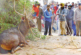 A policeman ropes in a sambar that strayed into Indira Colony in Mani Majra,