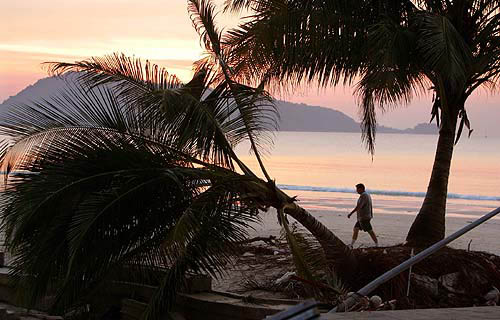 A tourist walks near fallen trees on Patong beach in Phuket on December 28, two days after a tsunami devastated southern Thailand's tourist isles and beaches.  Reuters
