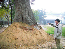The rare simbal tree with its huge girth