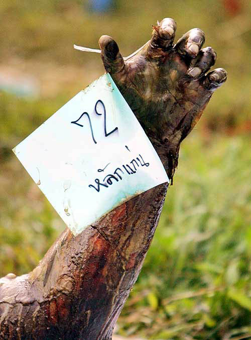 A tag is placed on around a deceased person's wrist so the body can be identified among hundreds outside a temple in Thaplamu, nearly 100 km north of the Thai resort island of Phuket on December 29.  Reuters