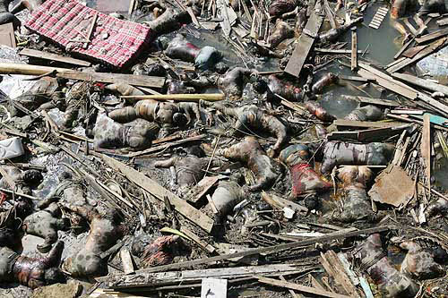 Bodies of victims of last Sunday's tsunami wave that hit the city of Banda Aceh, Indonesia, float in the water near the port on December 29. Indonesian Vice-President Jusuf Kalla said on Wednesday the death toll from the weekend quake and tsunami had reached as high as 40,000. He said an estimated five percent of the 3,00,000 population of the Aceh's provincial capital, Banda Aceh, had died.  Reuters