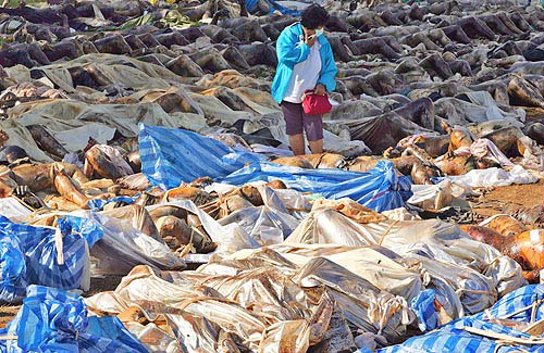 A Thai woman looks for her family member who died in Sunday's quake-triggered tidal wave, at a temple in Thailand's town of Thap Lamu on December 30. Millions of people around the Indian Ocean scrambled for food and clean water on Thursday, with the threat of disease and hunger now stalking survivors of the most devastating tsunami on record. The official death toll rose to 82,847, but the true scale of the disaster may not be known for days, or even weeks, as rescuers struggled to reach stricken areas and grieving survivors searched for relatives.  Reuters