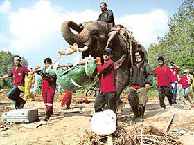 An elephant carries the body of a tsunami victim in Takupa district, about 130 km of the Thai resort island of Phuket, on Sunday.
