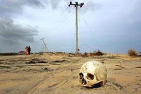 A skull displaced from its coffin that was unearthed by the tsunami last weekend lies on the roadside