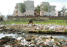 Insanitary conditions near New Light Cooperative Society in Sector 51-B of Chandigarh have made living difficult for the residents.