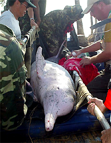 A rescue team prepares to release a dolphin into the sea from a lake in Khao Lak