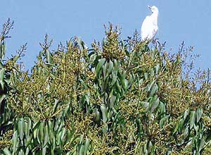 The summer may be far away, but some mango trees in Chandigarh have begun to flower. 