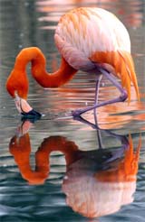 A flamingo is mirrored as it cools off at a zoo in Dresden
