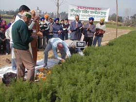 A view of the herb crop cultivated under the contract farming initiative of a private company in the Paonta valley