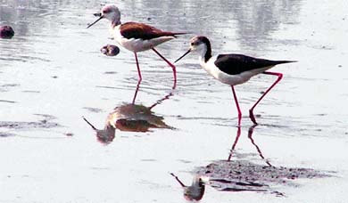A pair of birds walk through a pond in search of food in Ludhiana on Sunday