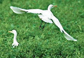 A pair of egrets enjoy sunshine on bright Monday morning at a farm near Chandigarh