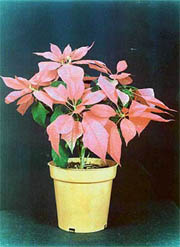 Poinsettias in different flaming colours add colour to the winter garden. 