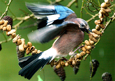 A jaybird sits on a chain of peanuts at a garden in Klausdorf, northern Germany, on Wednesday