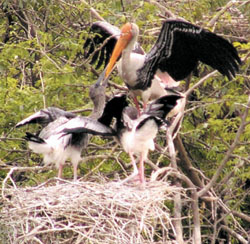 Maternal duty engages a Siberian crane at Delhi Zoo