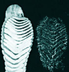 When the underside of a gecko toe was dusted with microspheres and pressed onto glass, millions of sticky fibers in the thin, platelike structures shed microspheres onto the glass, leaving a print visible under laser light.