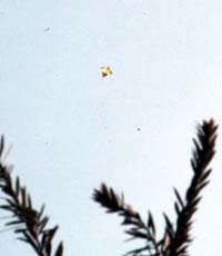 The kite that is flying for more than 24 hours is tied with a plant at Ludhiana on Friday
