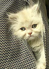 A Jordanian keeps his kitten warm as while displaying it for sale in Amman on Friday