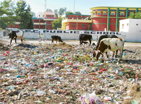 The garbage dump near CFC Public School, which is a cause of woes for the residents of BRS Nagar and the students who come here to study