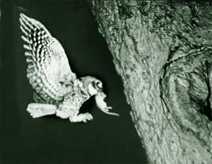 Spotted owlet in flight with its prey