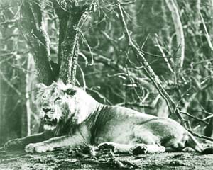  A male lion in Gir forest