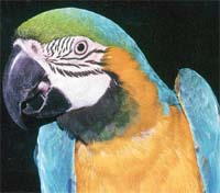 Blue and yellow macaw