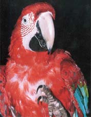 Red and green macaw