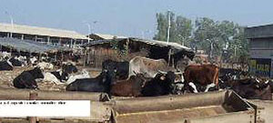 A view of the gaushala which has come up on prime land of the Market Committee, Barnala.