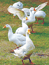 Ducks step out of the lake to enjoy the sun at Shantivan in the Capital.