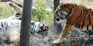 Two Royal Bengal tigers in a playful mood at Amaltas Tiger Safari in Ludhiana on Tuesday