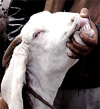 A buyer checks the teeth of a goat on sale for Id in front of the Jama Masjid in New Delhi on Thursday
