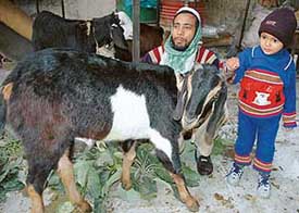 A father and son in Chandigarh give a pat to the animal bought by them to be sacrificed on the occasion of Id-ul-Zuha which falls on Friday.