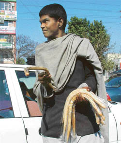 A person sells toy snakes at a crossing near Bhaiwala Chowk in Ludhiana
