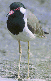 The red wattled lapwing