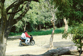 Youngsters drive down forbidden paths at the Leisure Valley, Sector 10, in Chandigarh. 