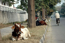 This photograph is of Phase V, stray cattle on the roadside 